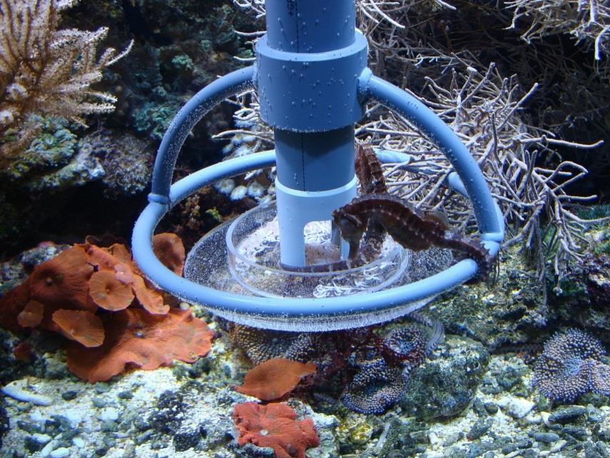 Deniz Akvaryumu Otomatik Yemleme