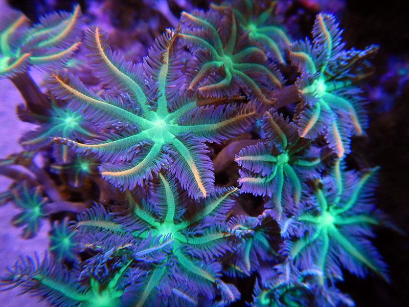 Mercanlar Hangı Koşullarda Yaşamayı Sever