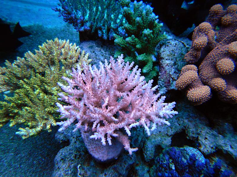 Bazı Mercanlarda Neden Renk Kaybı Yaşanır?
