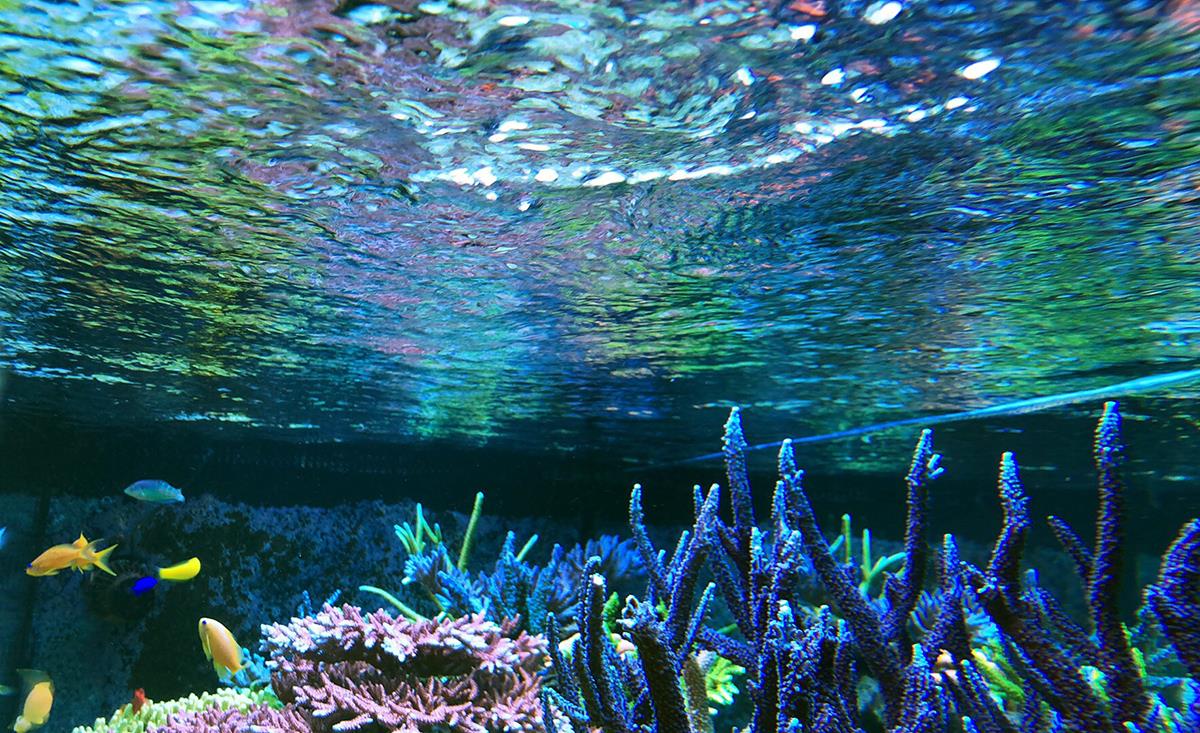 Deniz Akvaryumunda Su Yüzeyinde Bulunan Tortu Nasıl Giderilir